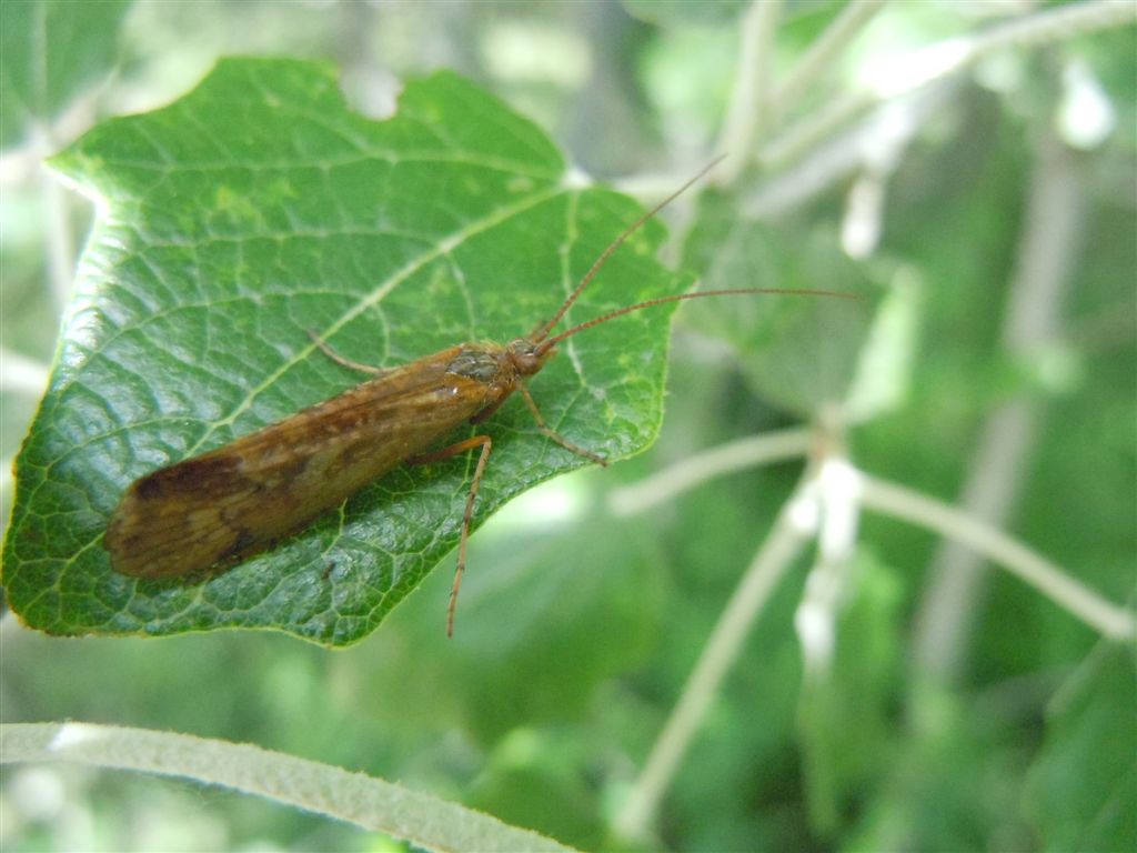 Il mio primo tricottero: Limnephilus rhombicus?